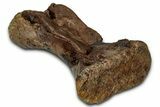 Fossil Raptor (Anzu) Sacral Vertebra - Montana #353274-1